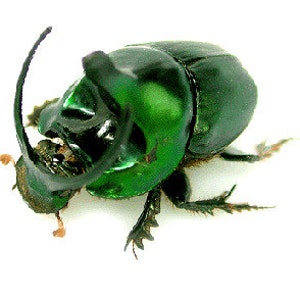 OVERSTOCK: Real Green Dung Beetle Pair, Onthophagus mouhoti Bild 2