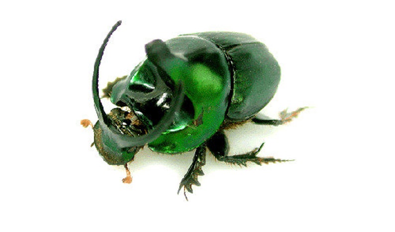 OVERSTOCK: Real Green Dung Beetle Pair, Onthophagus mouhoti Bild 2