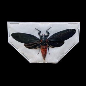 Spread Huechys sanguinea &quot;Blood Red&quot; Cicadas