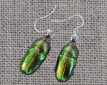 Floating Real Stag Beetle Earrings Green