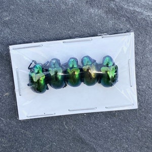 Real Tiny Metallic Green Beetles, Platycorynus nitidus, 5 pack image 2