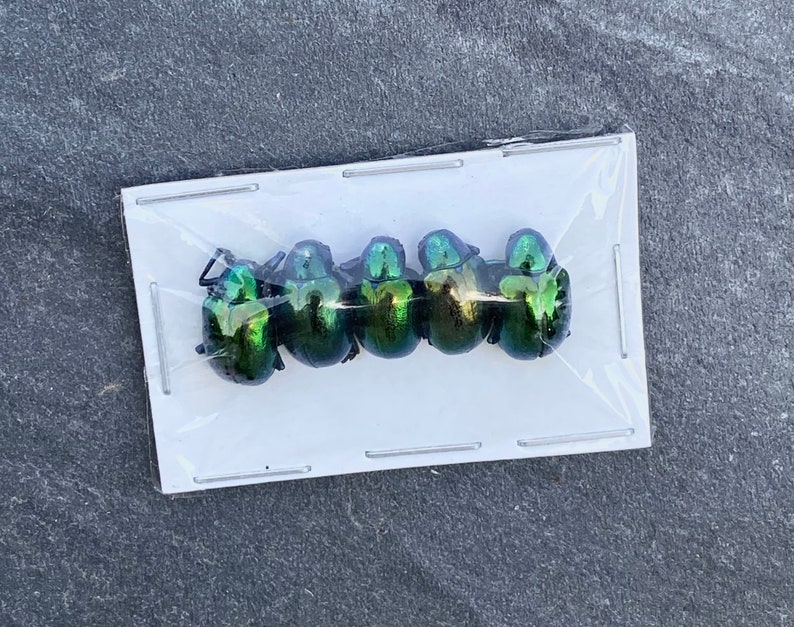 Real Tiny Metallic Green Beetles, Platycorynus nitidus, 5 pack image 2