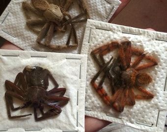 Mixed Tropical Huntsman Spiders