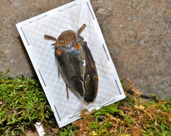 OVERSTOCK: African Jewel Beetles, Sternocera castanea boucardii