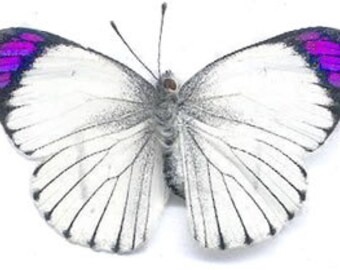 Common Purple Tip, Colotis ione, Spread Ready to Mount or Laminated