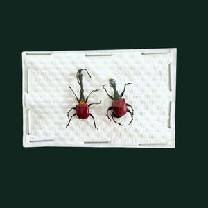 OVERSTOCK: Giraffe Weevils, Trachelophorus giraffa PAIRS