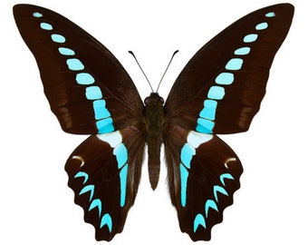 Real Graphium milon  Butterfly, spread for your project or laminated or unmounted