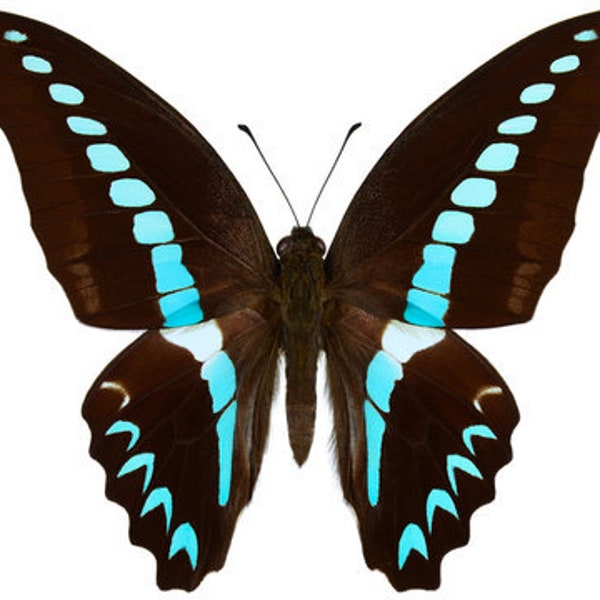 Real Graphium milon  Butterfly, spread for your project or laminated or unmounted