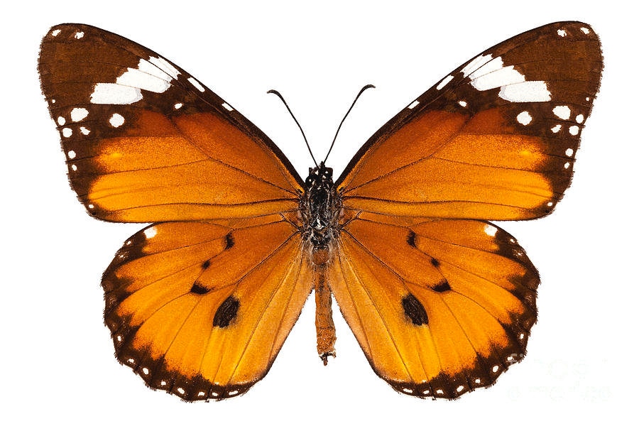 Danaus chrysippus,Unmounted butterfly