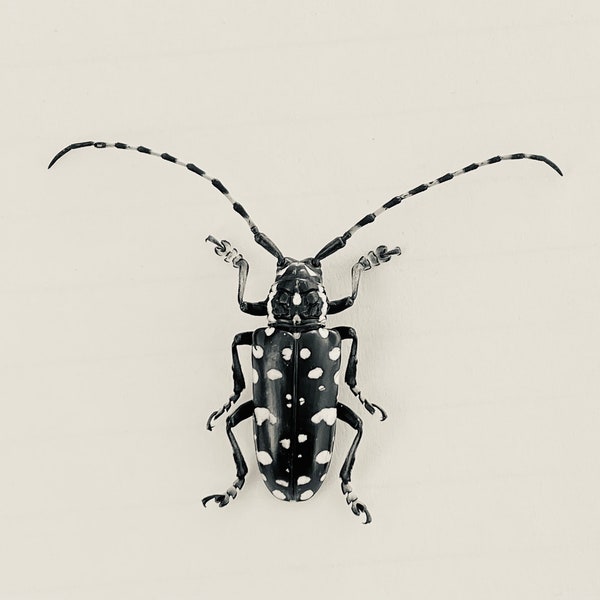 Black and White Longhorned Beetle, Trenetica lacrymans