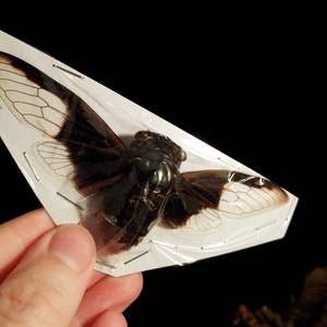 OVERSTOCK: spread Cryptotympana aquila black & white real Cicadas