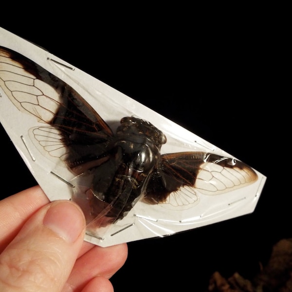 OVERSTOCK: spread Cryptotympana aquila black & white real Cicadas