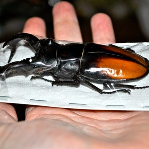 Giant Stag Beetles, Hexarthrius parryi males image 3