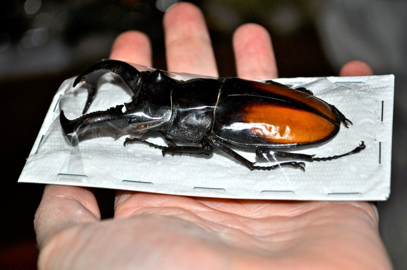 Giant Stag Beetles, Hexarthrius parryi males image 3