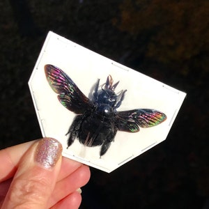 May include: A preserved black insect with iridescent wings, displayed on a white card. The wings display a rainbow of colors. The insect is a type of bee, with a segmented body and antennae.