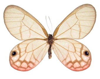 Female Pink Glasswing Butterfly, Spread for your project or laminated
