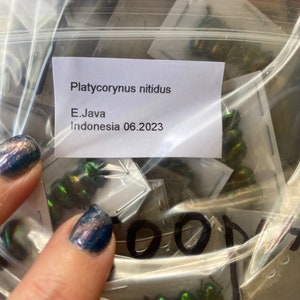 Real Tiny Metallic Green Beetles, Platycorynus nitidus, 5 pack image 6