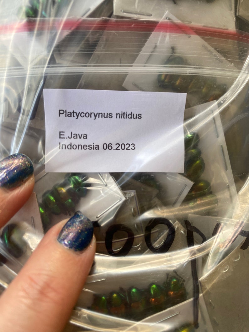 Real Tiny Metallic Green Beetles, Platycorynus nitidus, 5 pack image 6