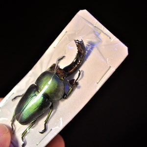 OVERSTOCK: Sawtooth Beetle Males or Pairs  Lamprima adolphinae