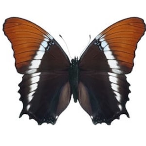 Real Rusty-tipped Page, Siproeta epaphus, Butterfly, spread for your project or laminated or unmounted