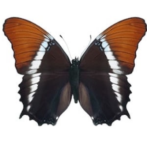 May include: A brown and black butterfly with white markings on its wings. The butterfly has a wingspan of approximately 4 inches.