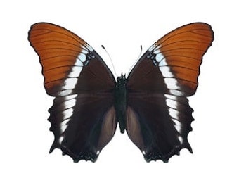 Real Rusty-tipped Page, Siproeta epaphus, Butterfly, spread for your project or laminated or unmounted