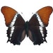 see more listings in the Loose Butterflies & Moth section