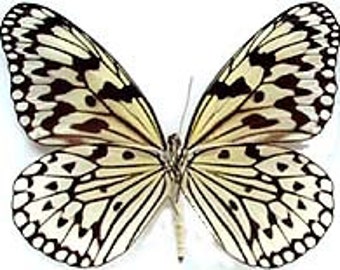 Real Idea leucone, "Ricepaper" Butterfly, spread for your project or laminated or unmounted