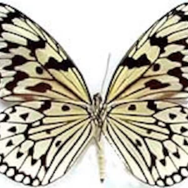 Real Idea leucone, "Ricepaper" Butterfly, spread for your project or laminated or unmounted