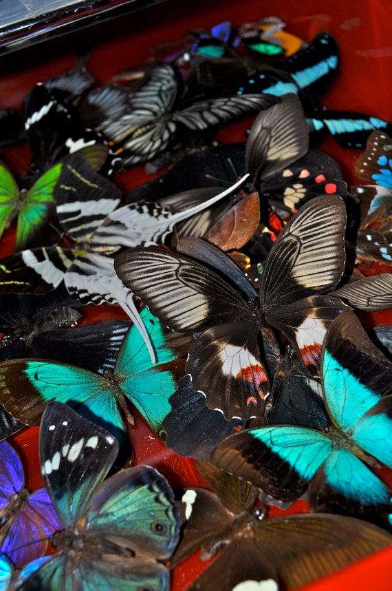5 pieces Real Butterfly Specimens random