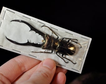 Giant Stag Beetles, Cyclomattus metallifer finae males Real