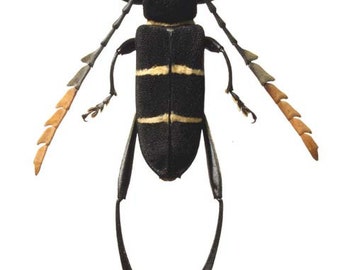 Interesting Longhorned Beetle, Euryarthrum kalimantanense
