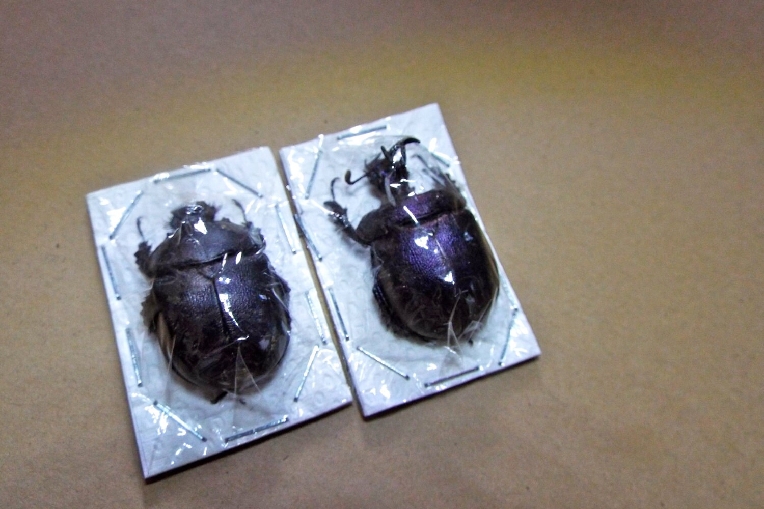 OVERSTOCK: Real Purple Dung Beetle Pair, Enoplotrupes Sharpi - Etsy