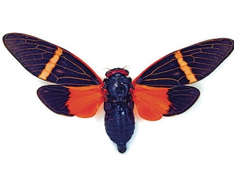 OVERSTOCK: spread Tosena paviei orange real Cicadas