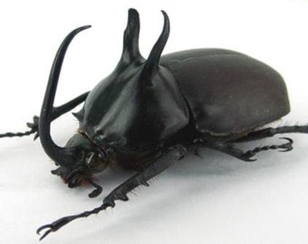 OVERSTOCK: Giant Rhino Beetles, Eupatorus birmanicus Rabbit Beetle Real