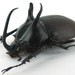 see more listings in the Beetles section