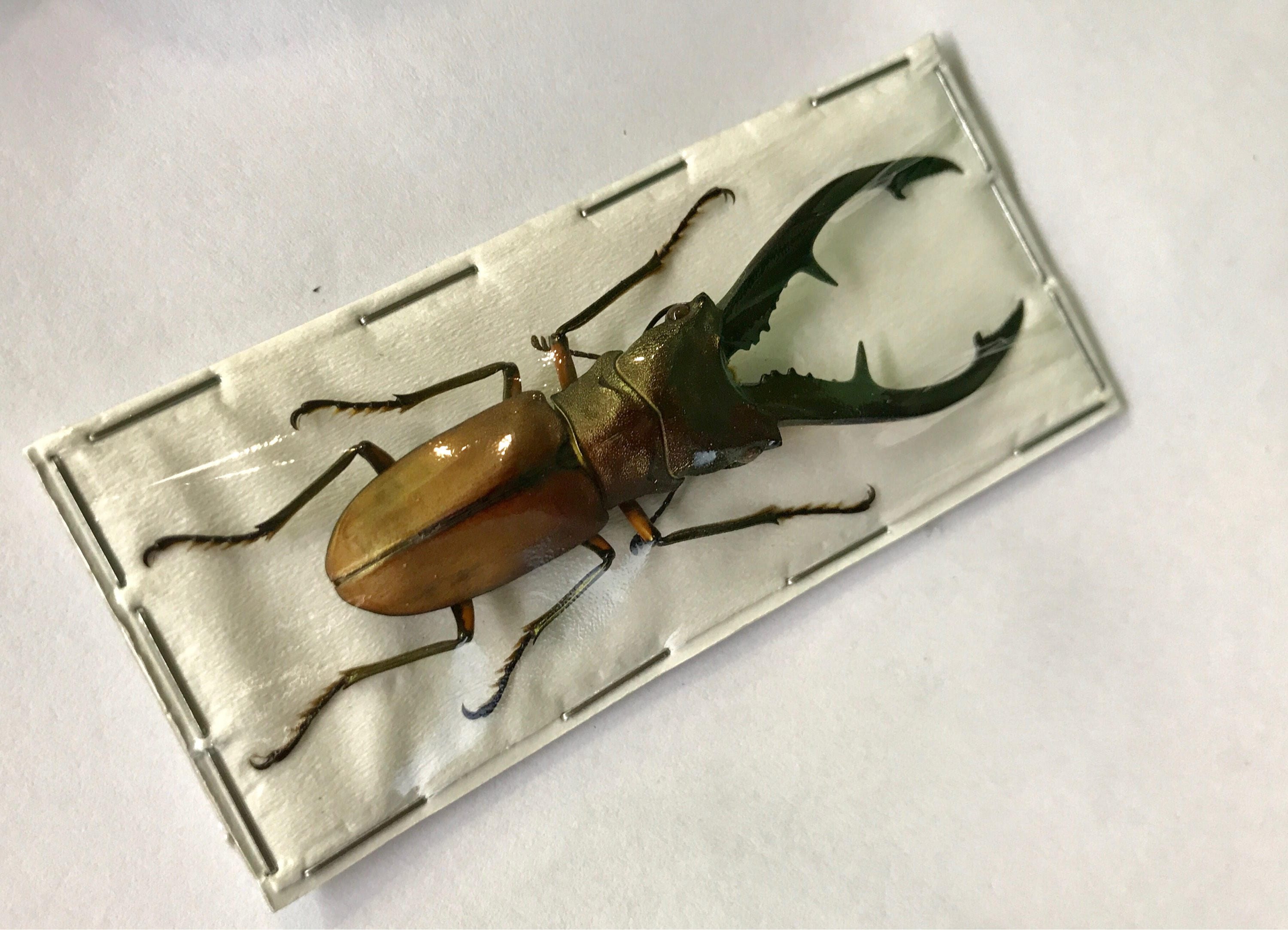Real Indonesian Stag Beetle Odontolabis ludekingi Spread Male Insect Taxidermy tillescenter