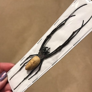 Pu&ograve; includere: Un ragno nero e beige con lunghe zampe, presentato su una scheda rettangolare bianca. Il corpo del ragno &egrave; beige e le zampe sono nere. La scheda &egrave; graffettata su una superficie marrone.