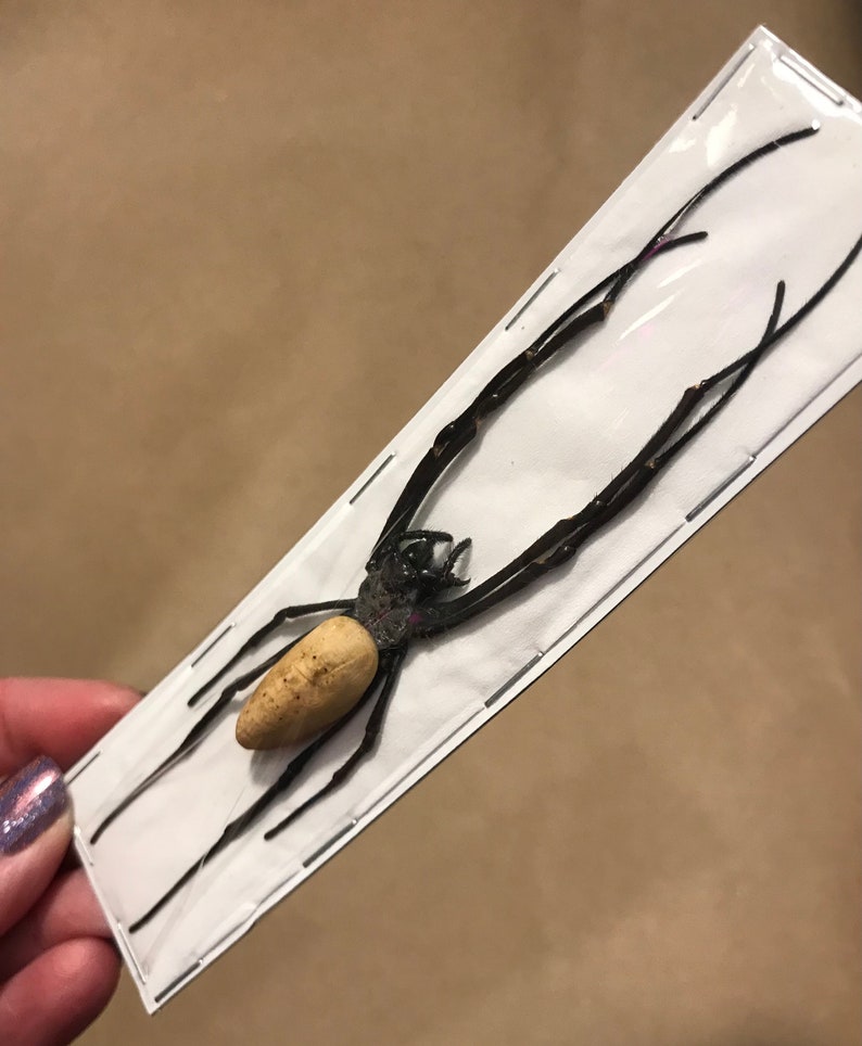 Pu&ograve; includere: Un ragno nero e beige con lunghe zampe, presentato su una scheda rettangolare bianca. Il corpo del ragno &egrave; beige e le zampe sono nere. La scheda &egrave; graffettata su una superficie marrone.