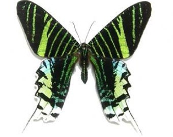 Real Urania leilus Moth Butterfly, spread for your project or laminated or unmounted