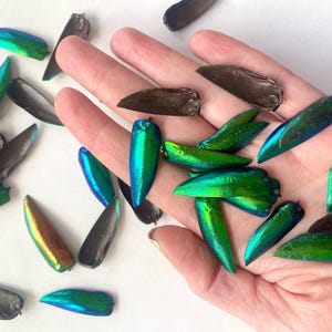20 Metallic Beetle Elytra (Wing Cases)