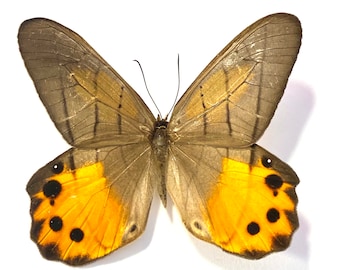 Golden Lady Slipper Butterfly, Pierella hyceta, Spread for your project or laminated