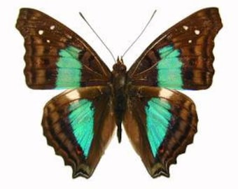 Real Doxocopa cherubina "Sparkling Cherub" Butterfly, spread for your project or laminated or unmounted