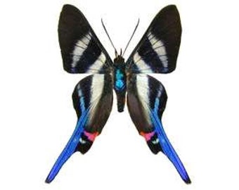 Rhetus acius, Real Butterfly, Ready for your project