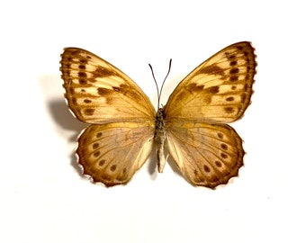 Female C. pechueli Butterfly OOAK