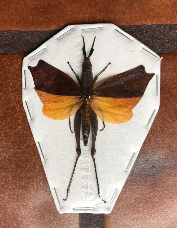OVERSTOCK: Interesting Grasshopper real Trigonopteryx | Etsy