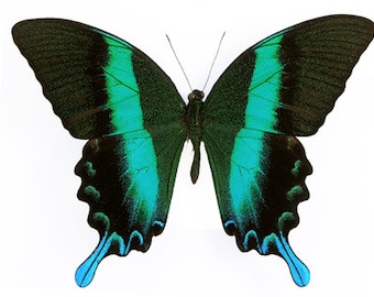 Real Peacock Swallowtail Butterfly, Papilio blumei A-,  spread for your project or laminated or unmounted