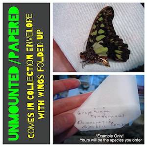 May include: Unmounted butterfly specimen in a white paper envelope. The butterfly has green and black wings with a red and black body. The envelope has handwritten text that says "Graphium tynderaeus Democratic Republic Congo".