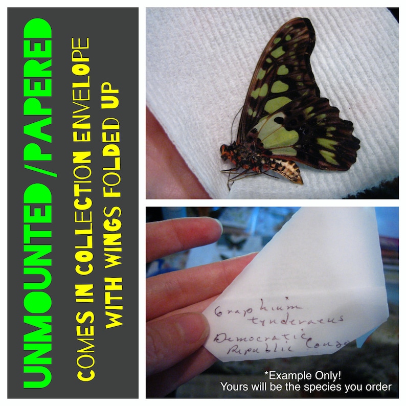 May include: Unmounted butterfly specimen in a white paper envelope. The butterfly has green and black wings with a red and black body. The envelope has handwritten text that says "Graphium tynderaeus Democratic Republic Congo".