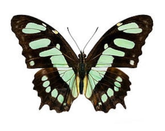 Real Victorina stelenes "Malachite" Butterfly, spread for your project or laminated or unmounted